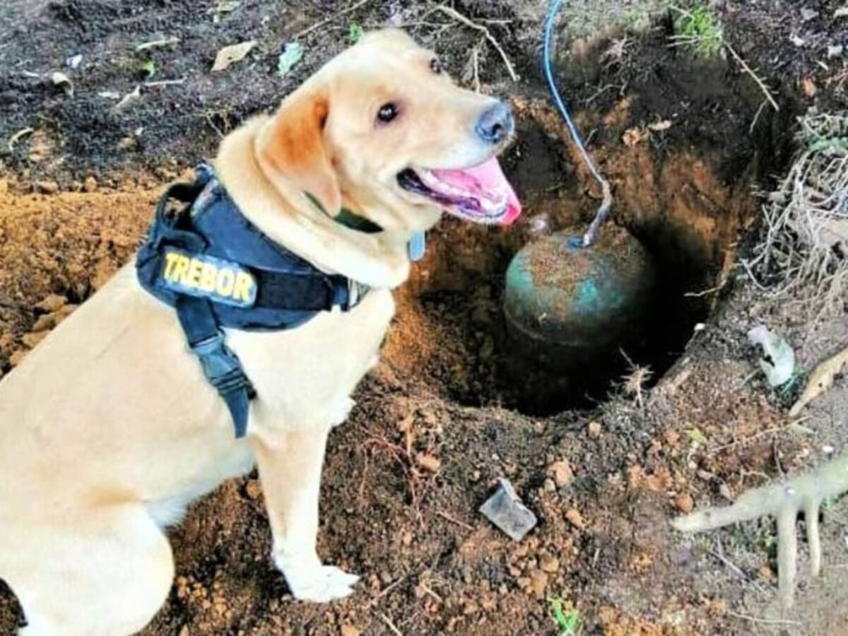 Ejército destruyó un campo minado en zona rural de Argelia, Cauca