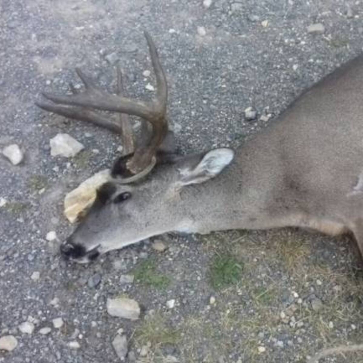 Millonaria recompensa por culpables de muerte de venado en Páramo de Boyacá