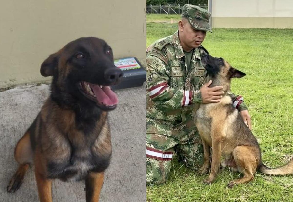 Perro Wilson | Fotos: Fuerzas Militares