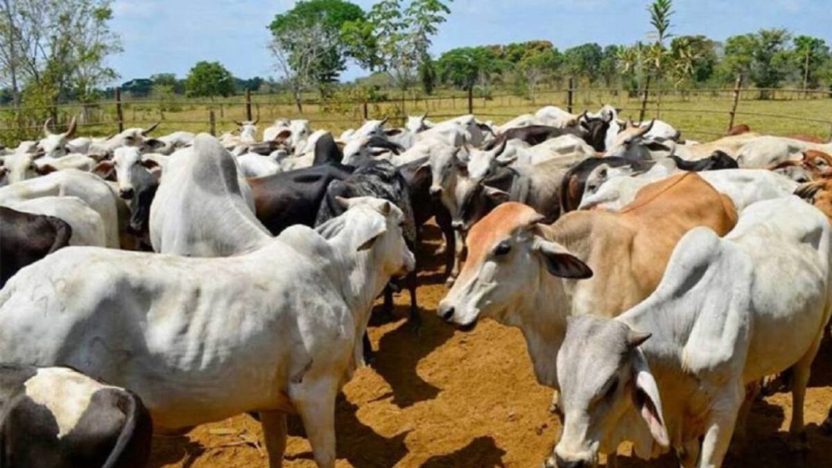Gremio ganadero lanza SOS al Gobierno por impacto del invierno en el Caribe