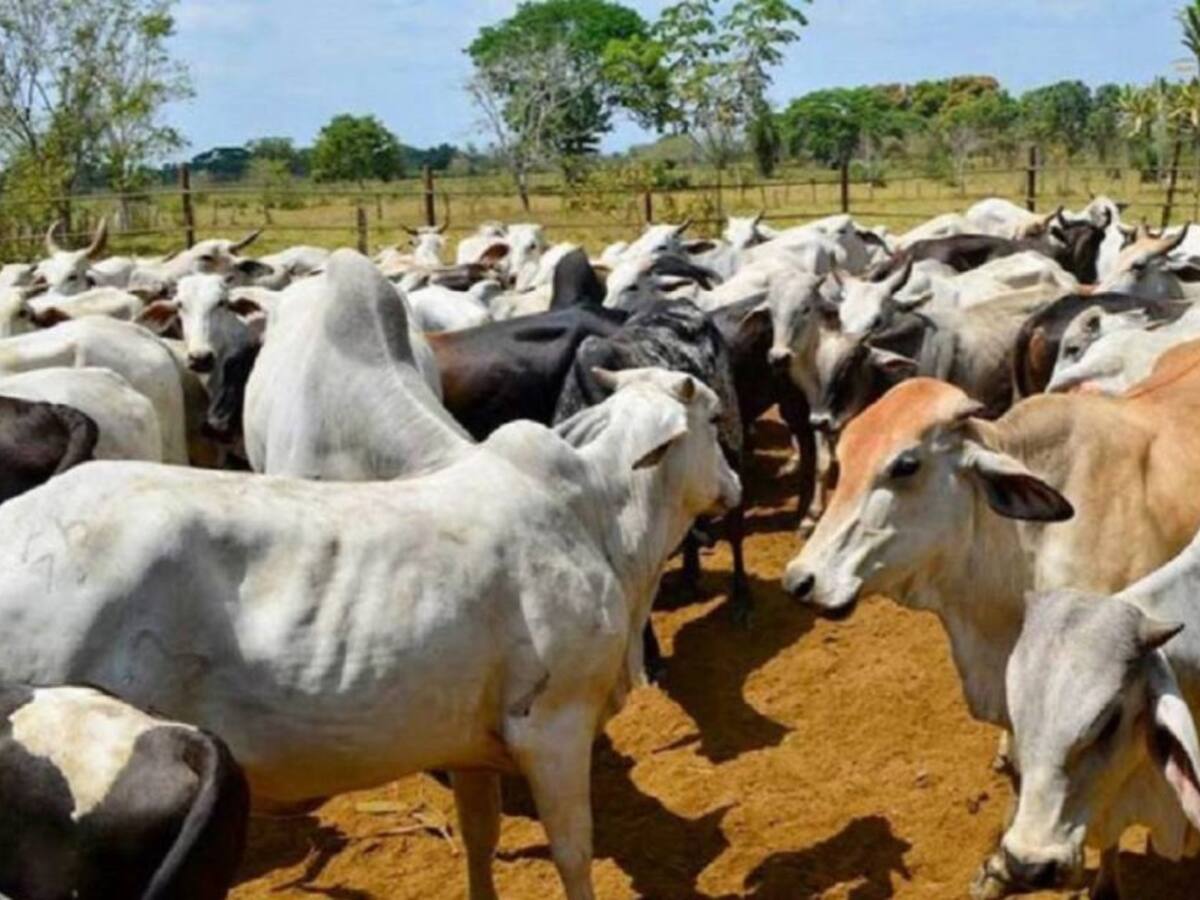 Gremio ganadero lanza SOS al Gobierno por impacto del invierno en el Caribe