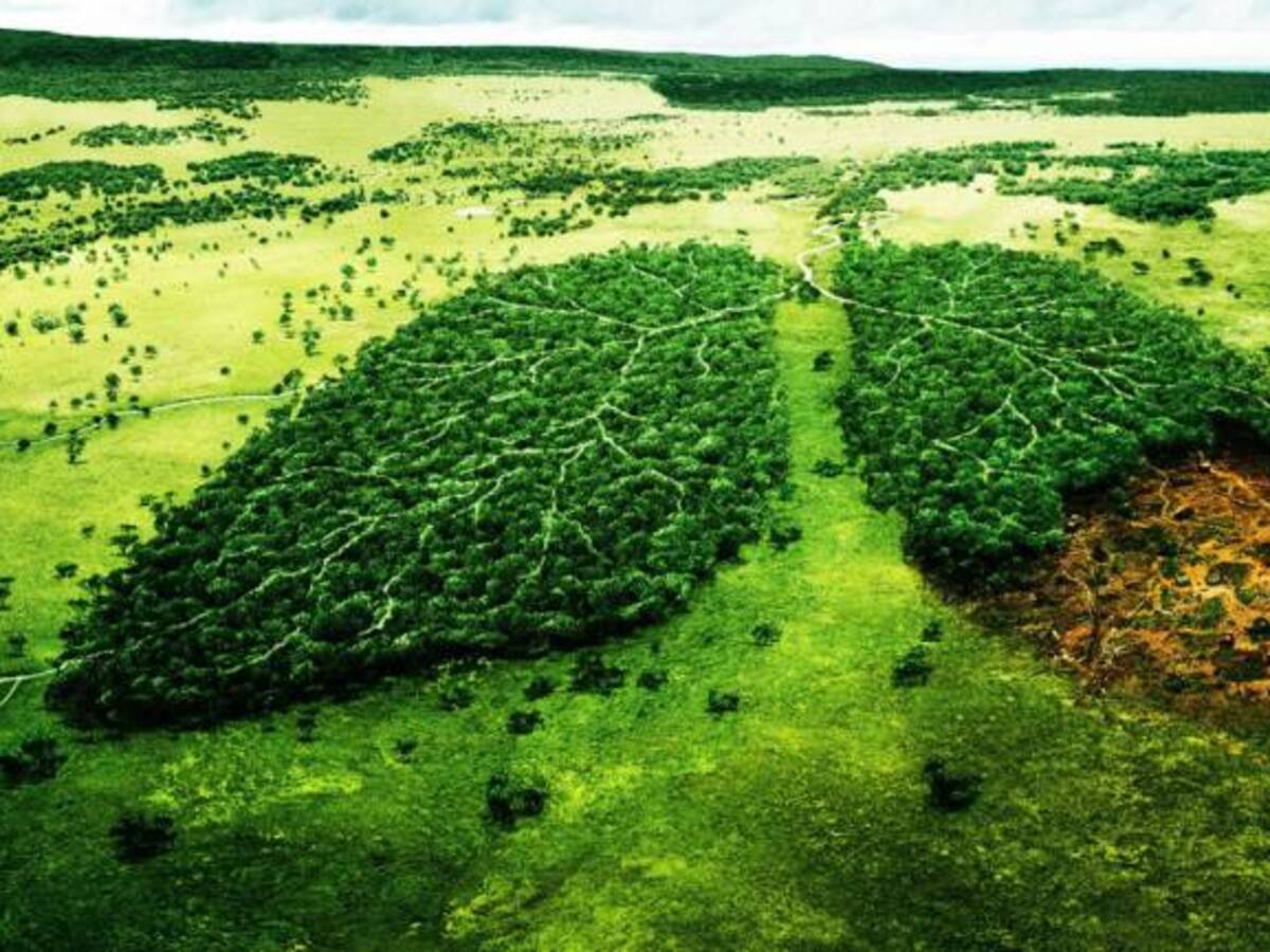 Visión y conciencia espiritual por la ecología