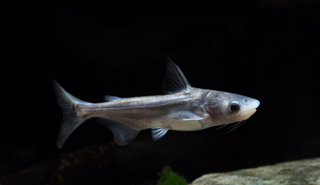 El pez lleva más de 10 años en aguas del Rio Magdalena, a la fecha no afecta a los diferentes cultivos.