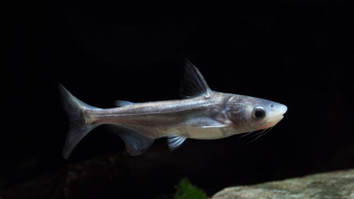 ¿Realmente el pangasius es malo o bueno para la economía del Huila?