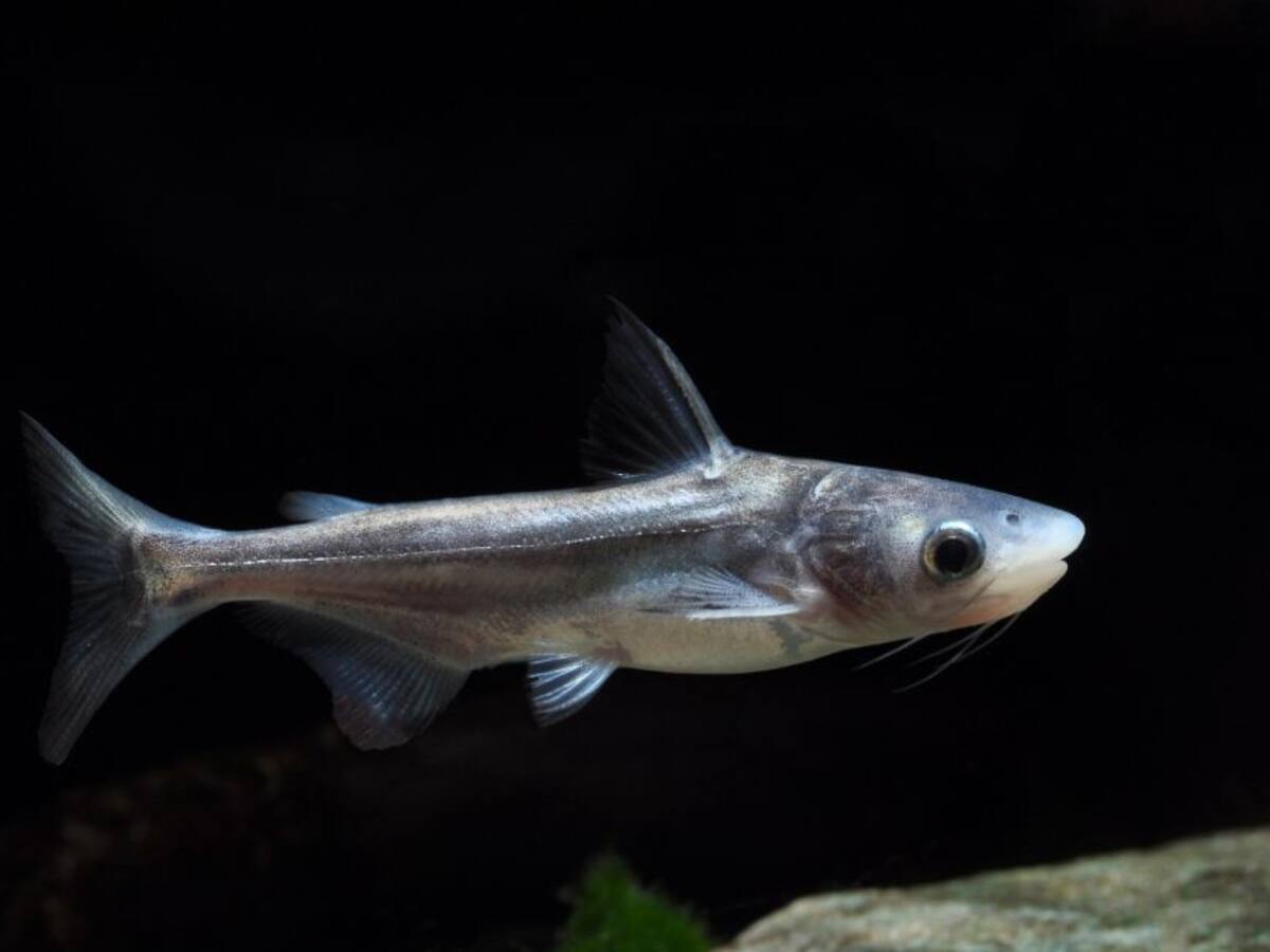 ¿Realmente el pangasius es malo o bueno para la economía del Huila?