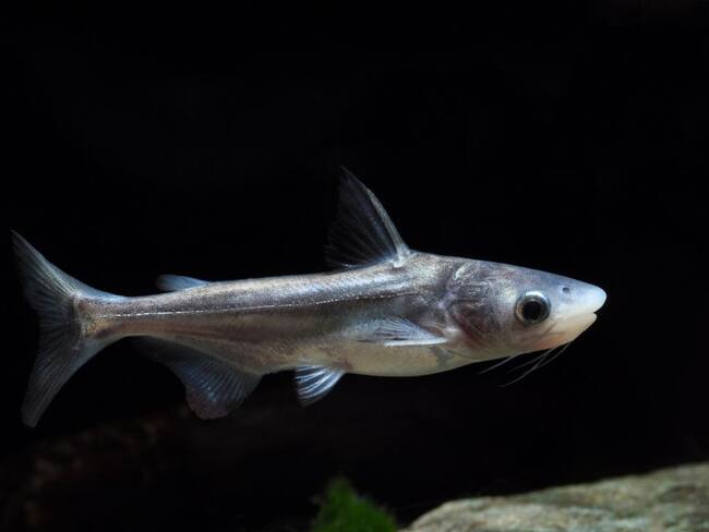 El pez lleva más de 10 años en aguas del Rio Magdalena, a la fecha no afecta a los diferentes cultivos.