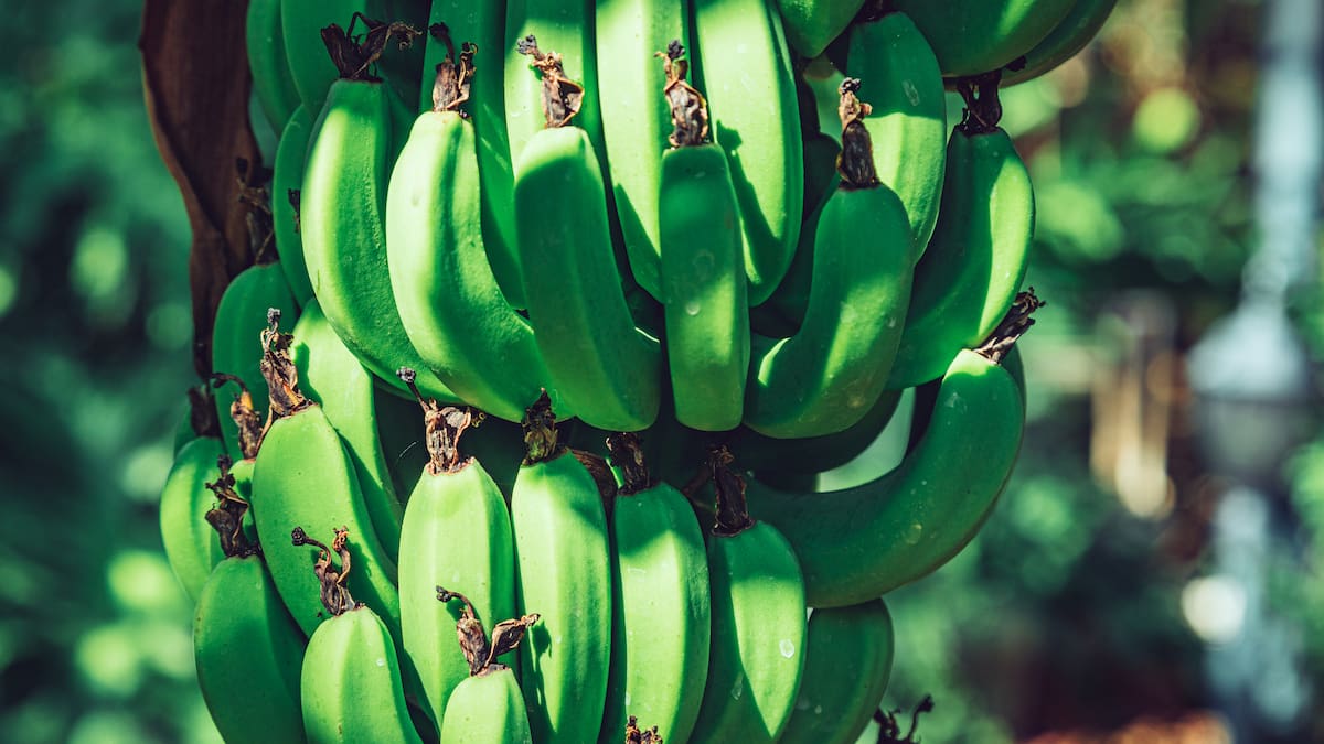Elaboración de snacks con plátanos del Huila realizan en La Plata