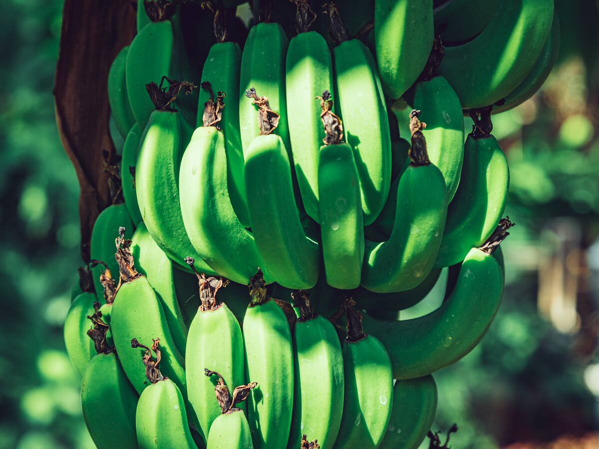 Campesinos de La Plata cultivan plátanos para transformar en pasabocas