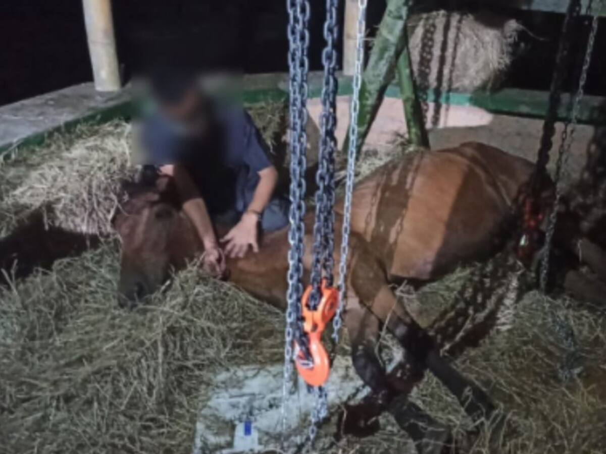 Capturado en Manizales por maltrato animal