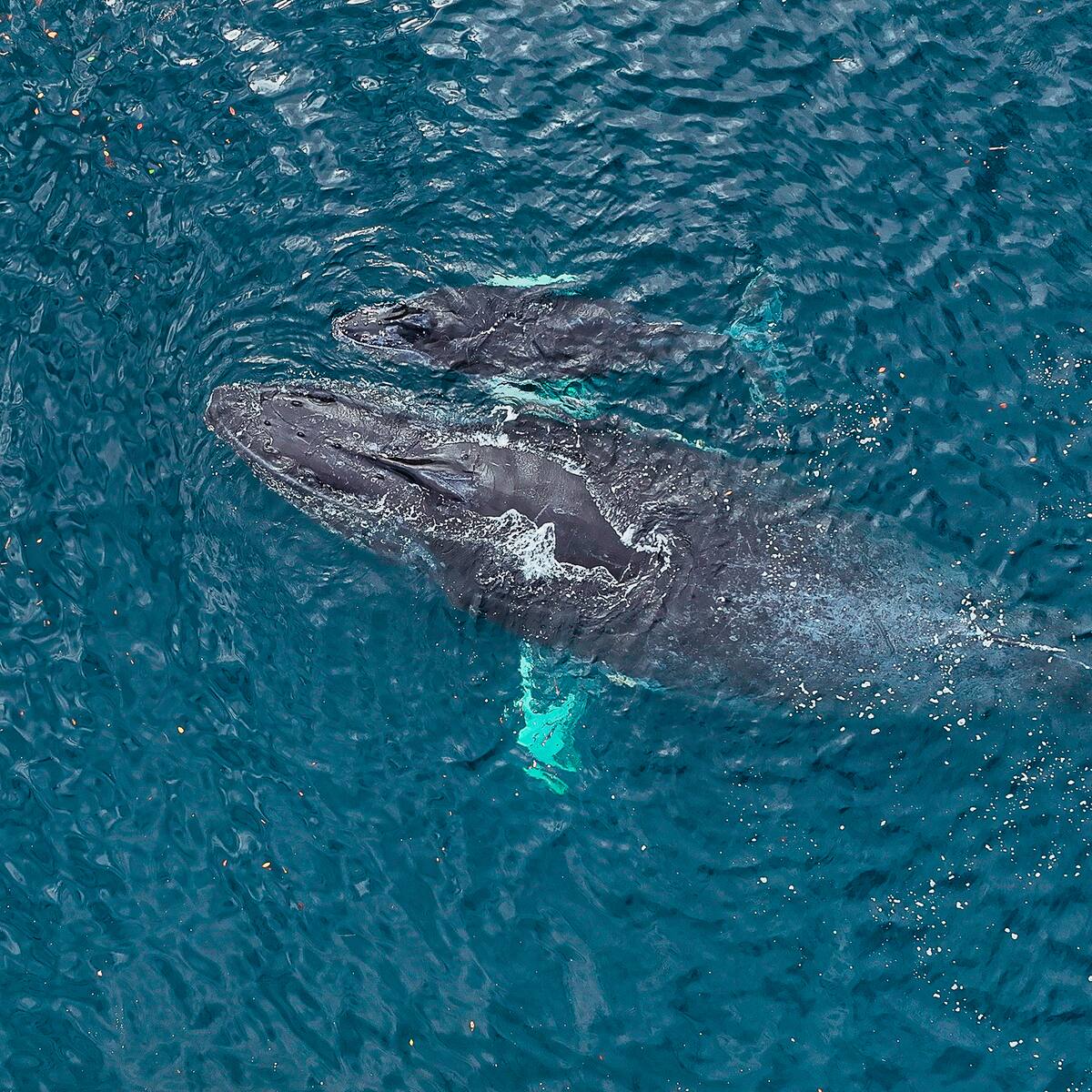 Las ballenas regresan al Pacífico: dónde verlas y cómo su llegada impulsa a las comunidad locales