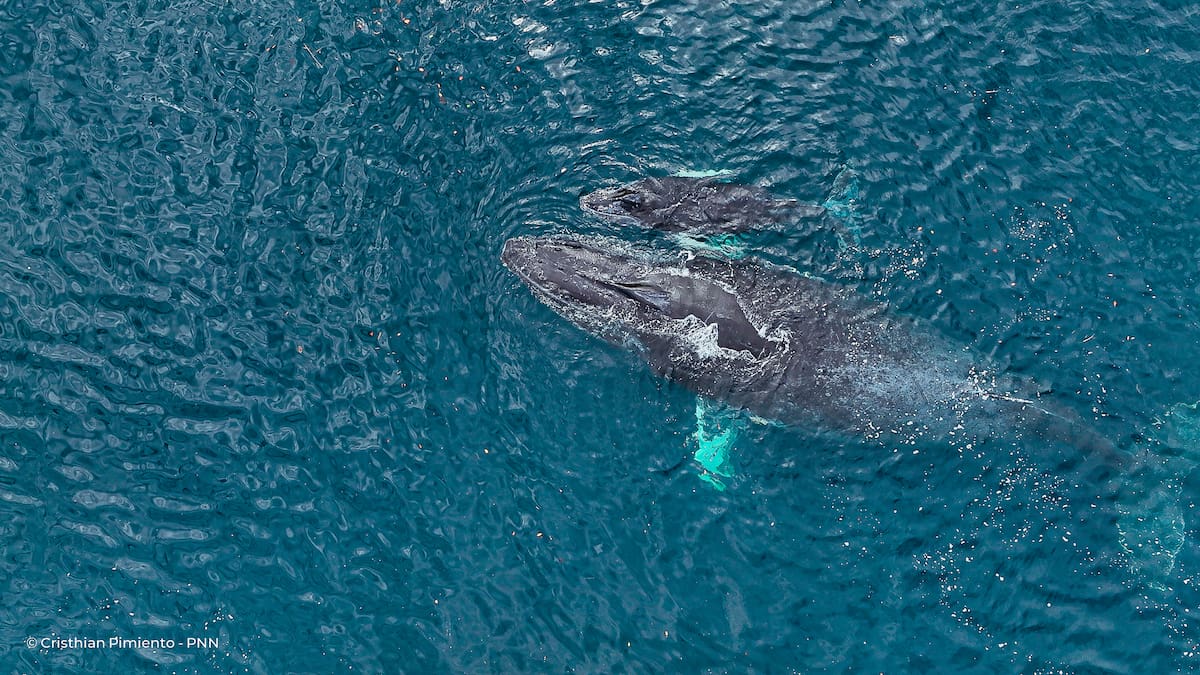 Las ballenas regresan al Pacífico: dónde verlas y cómo su llegada impulsa a las comunidad locales