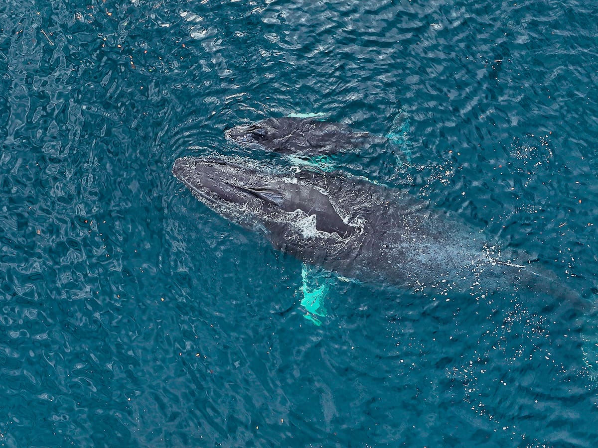 Las ballenas regresan al Pacífico: dónde verlas y cómo su llegada impulsa a las comunidad locales