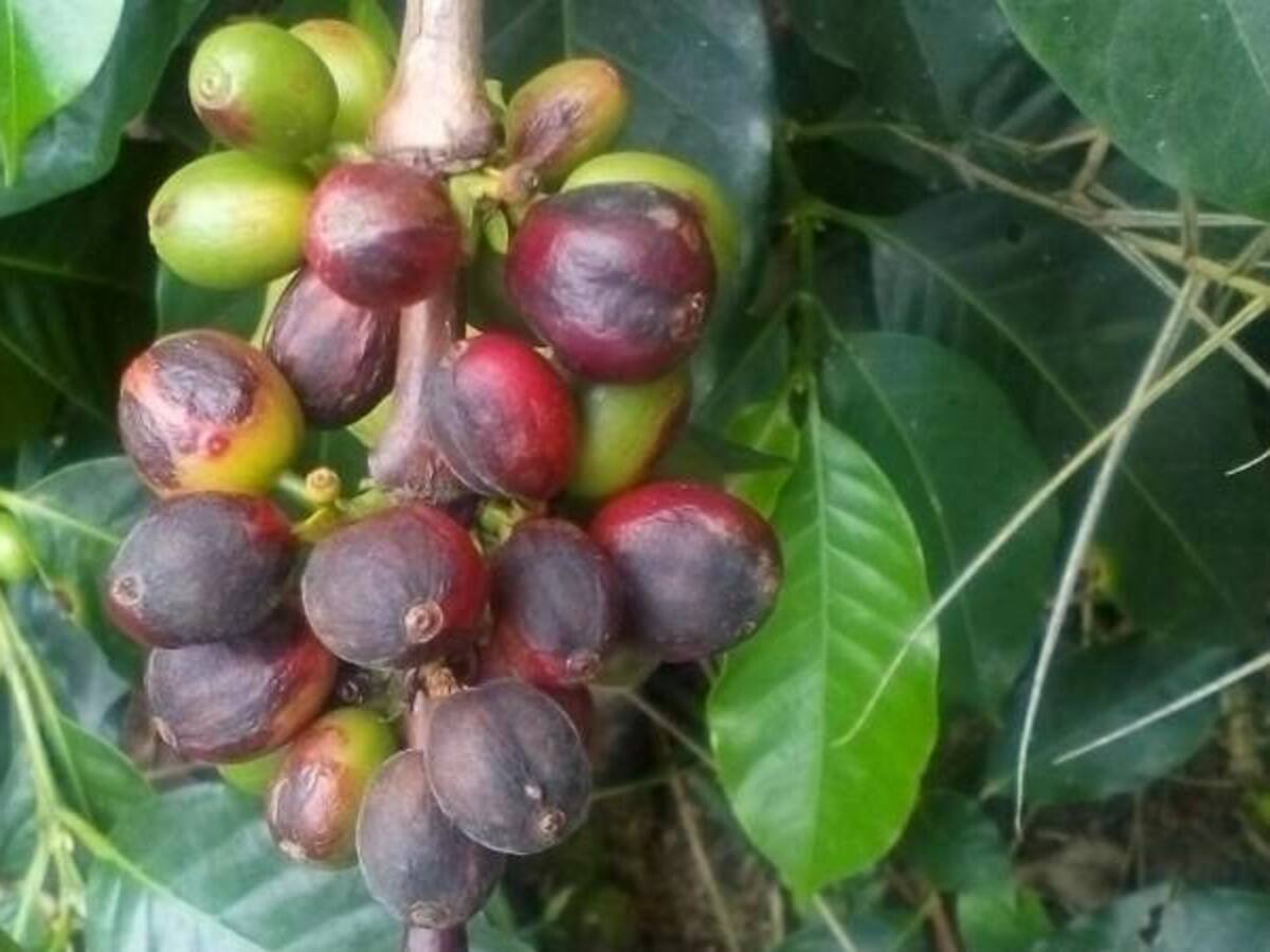 Cafeteros Quindío a la expectativa por medidas para mitigar impacto fenómeno del niño