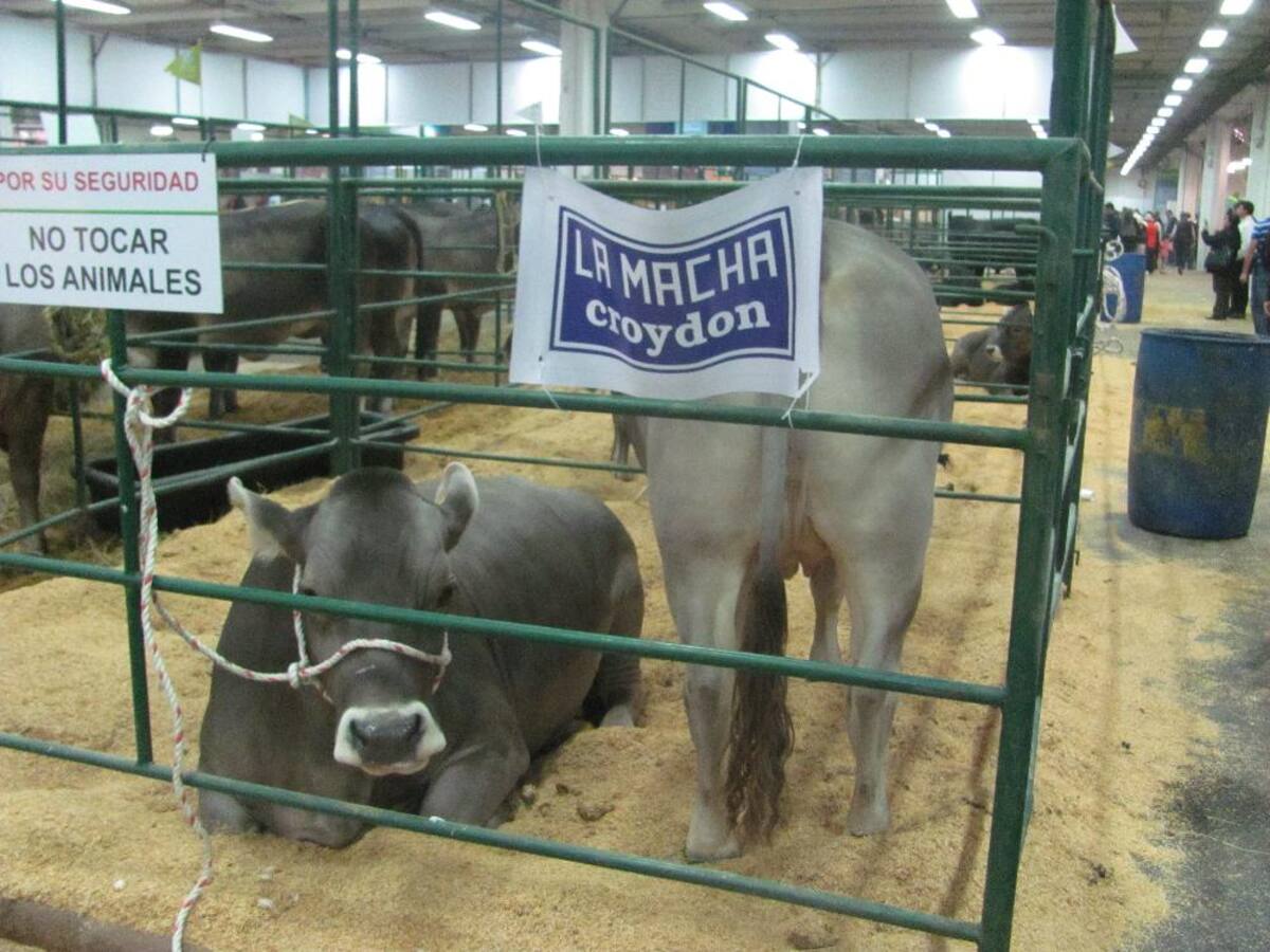 Título de la imagen