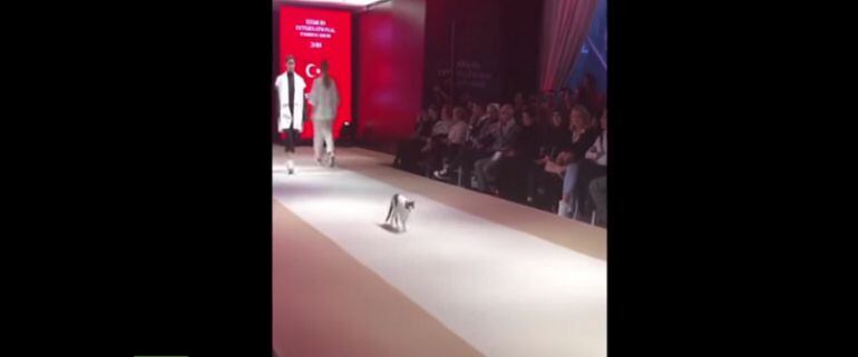 ¡Qué ternura! Gato se robó el show en un desfile de modas