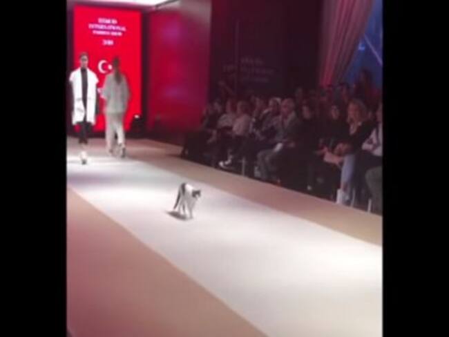 ¡Qué ternura! Gato se robó el show en un desfile de modas