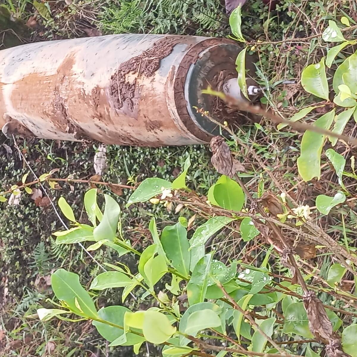 “Hay 27 cuerpos calcinados”: Petro denuncia bombardeos de Ecuador en frontera colombiana