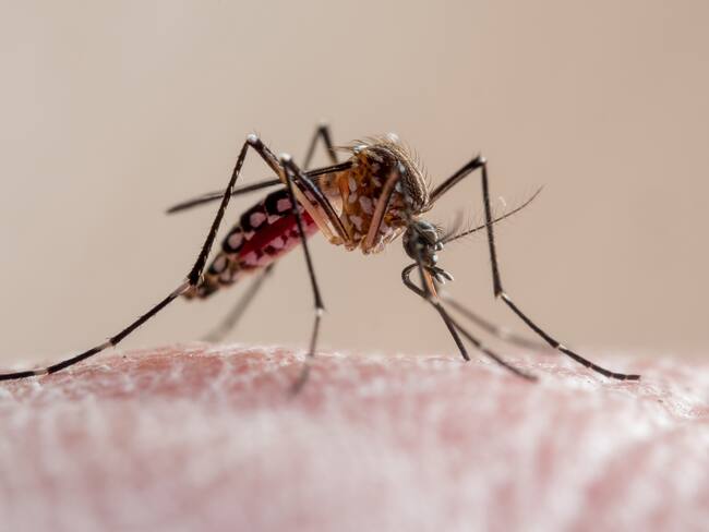Instalan elementos para evitar la reproducción del mosquito. Foto: Getty Images