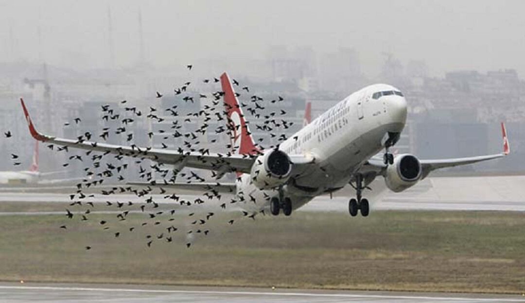 Aves de carroña estarían generando problemas en operación aérea
