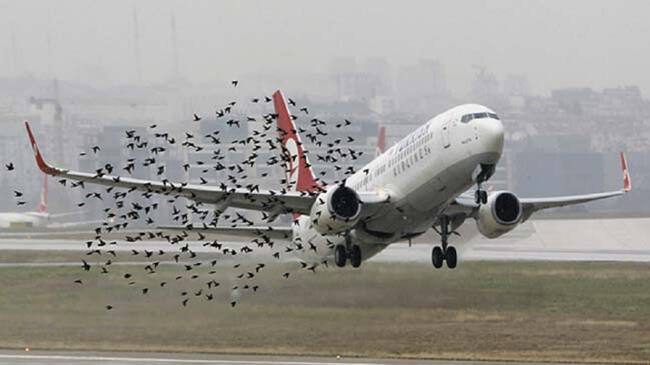 Aves de carroña estarían generando problemas en operación aérea