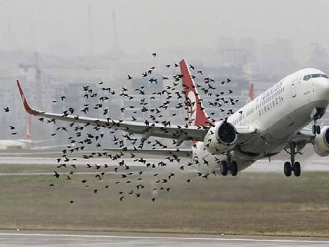 Aves de carroña estarían generando problemas en operación aérea