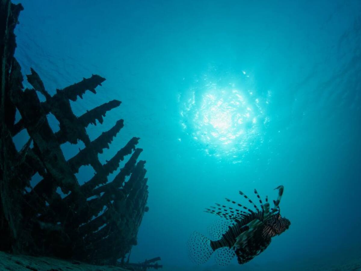 ¡Fabuloso! Descubren extraños lagos "llenos de vida" en el mar Rojo