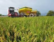 Se siembran de manera permanente unas 35.000 hectáreas. Foto Relacionada.