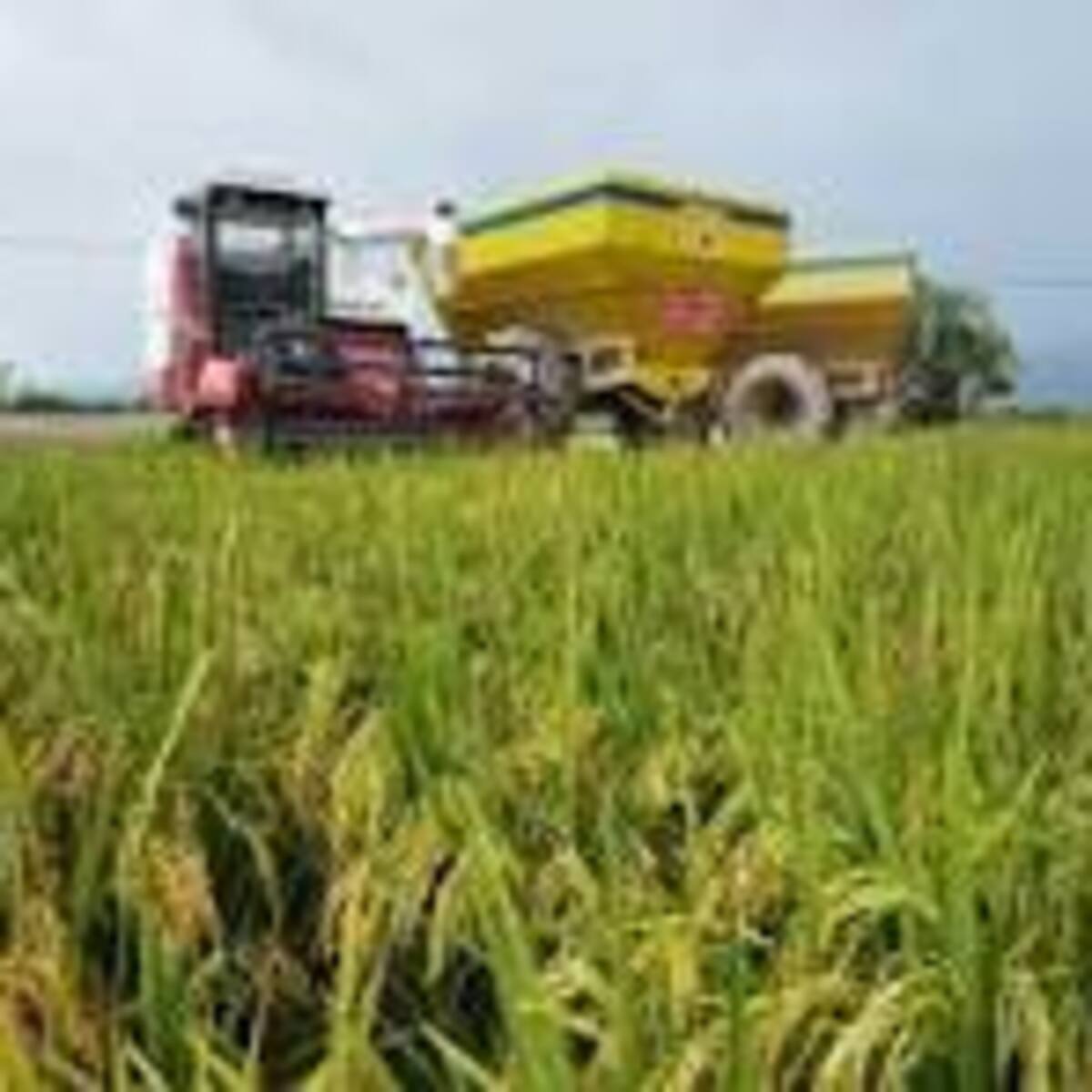 Arroceros del Huila, celebran prorroga que garantiza estabilidad en el precio del cereal