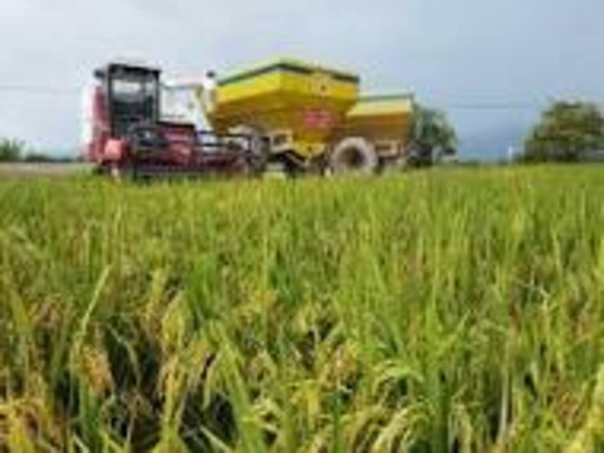 Arroceros del Huila, celebran prorroga que garantiza estabilidad en el precio del cereal
