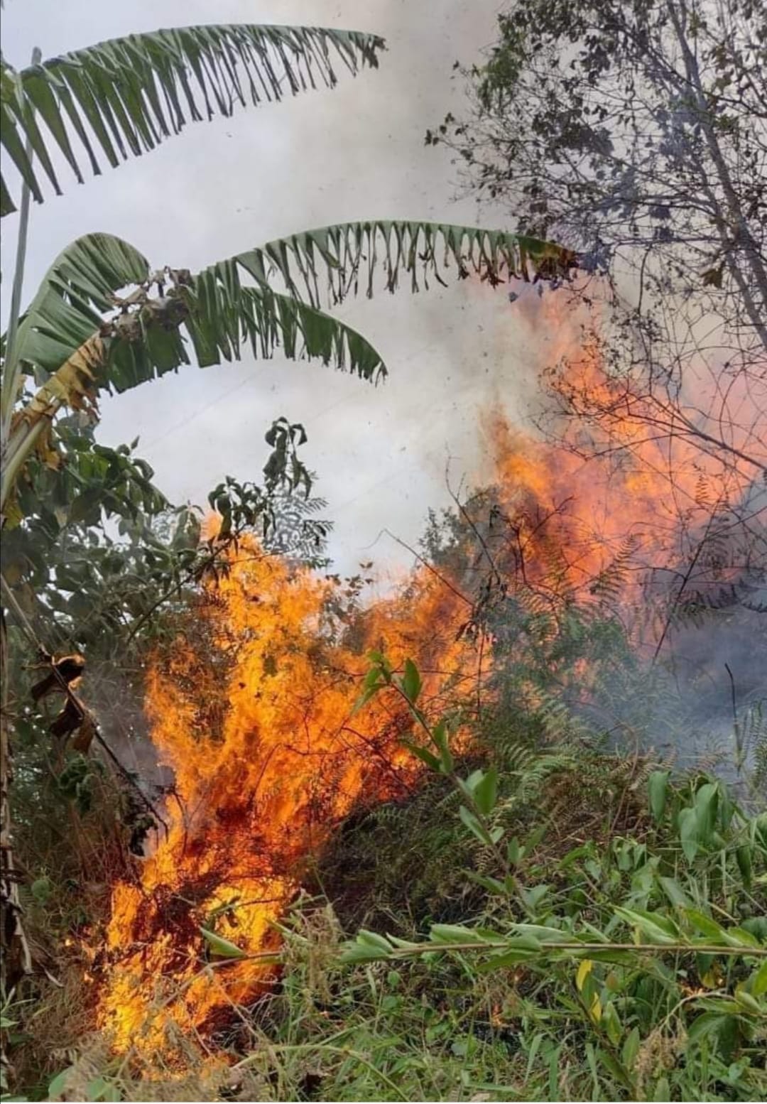 En esta temporada de sequía pedimos a los neivanos, reportar a las líneas 123 o 3158646154 – 3213919693, las emergencias.