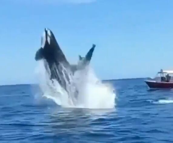 Ballena choca con un delfín en pleno salto- Twitter