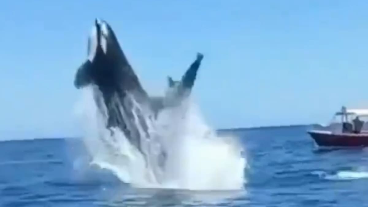 VIDEO | Una orca y un delfín chocaron en pleno salto ante la mirada atónita de turistas