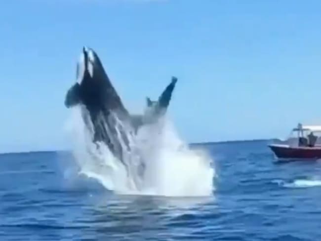 Ballena choca con un delfín en pleno salto- Twitter
