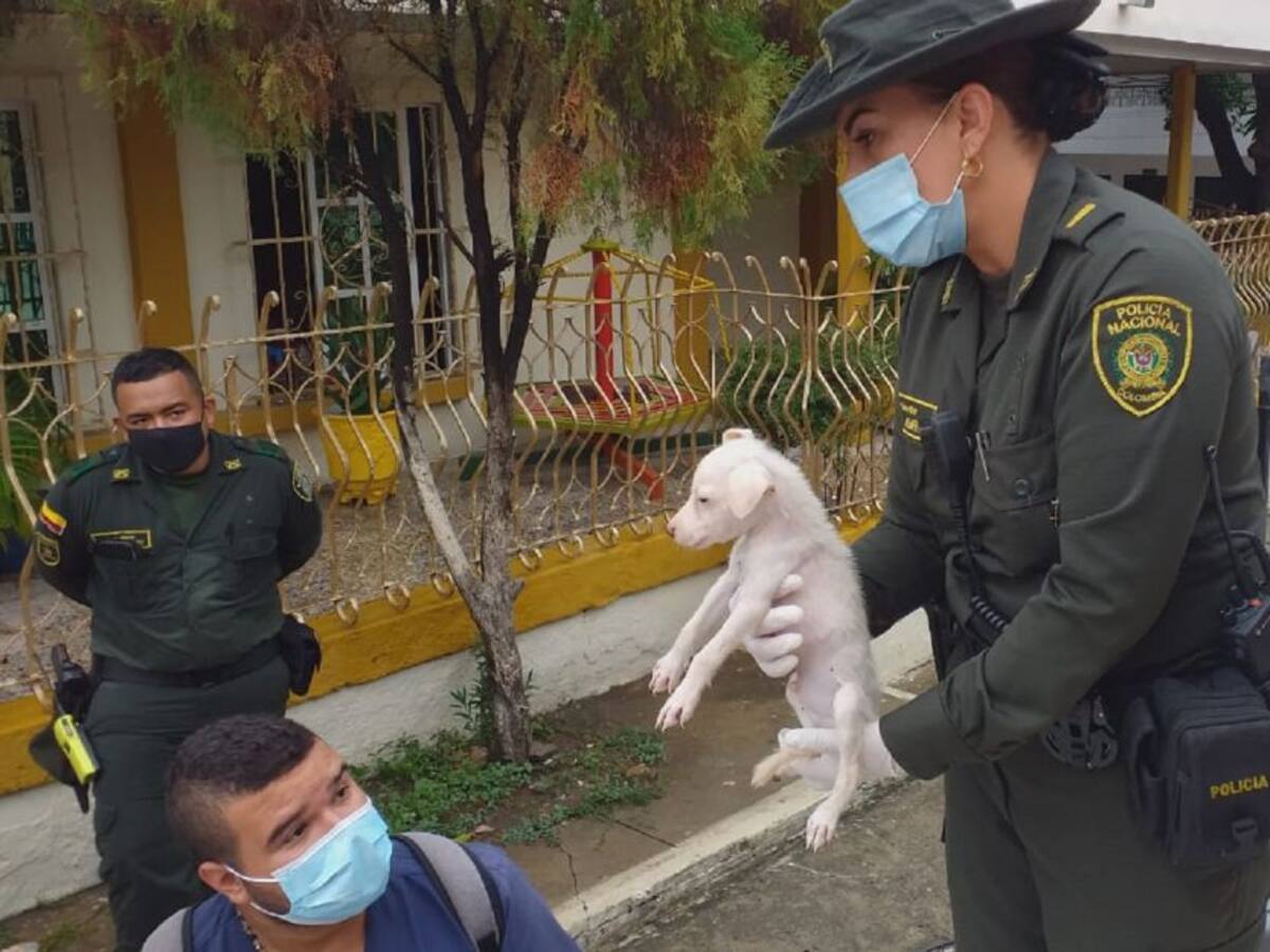 Rescataron a 16 perros en condición de desnutrición en Cartagena