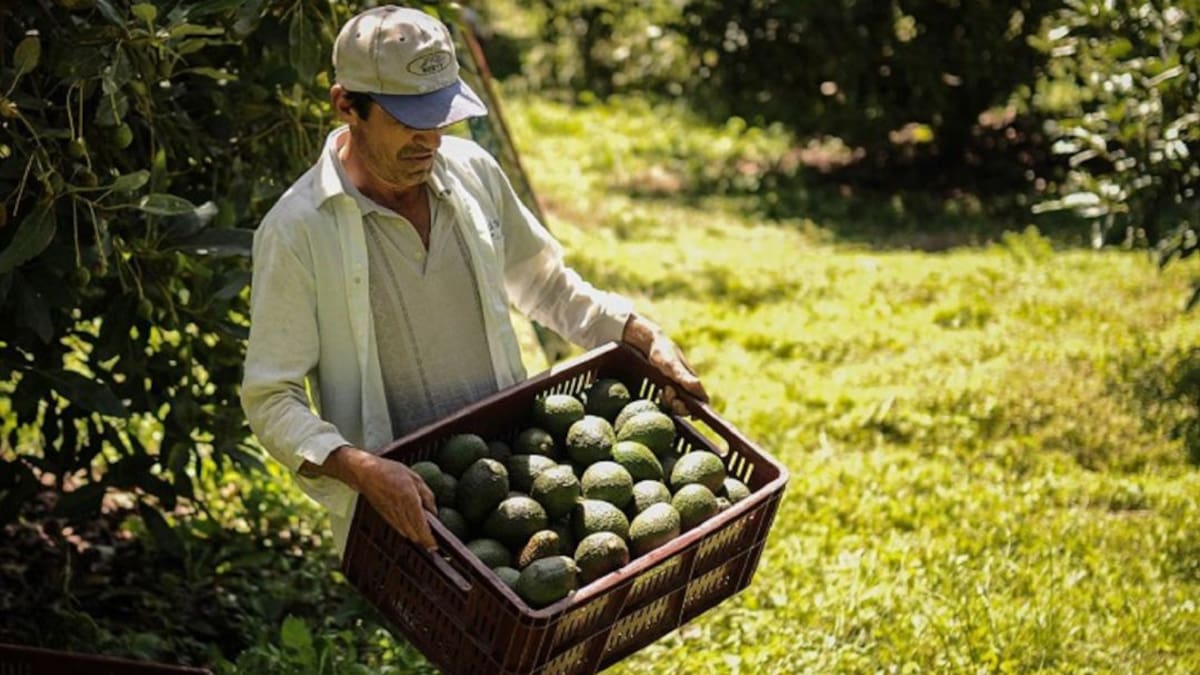 Programa de extensionistas para el agro y la ganadería en el Huila