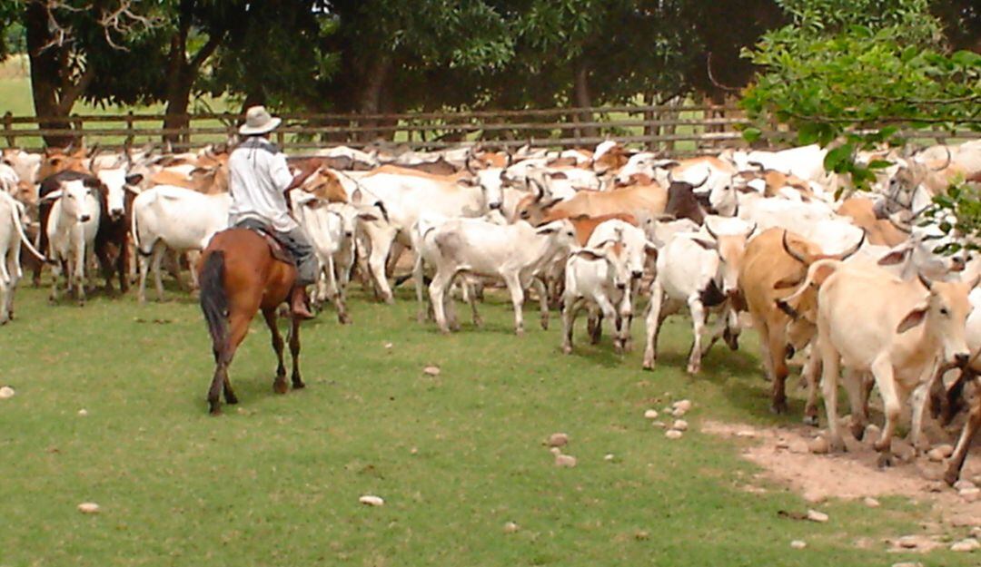 Fondo Ganadero de Córdoba