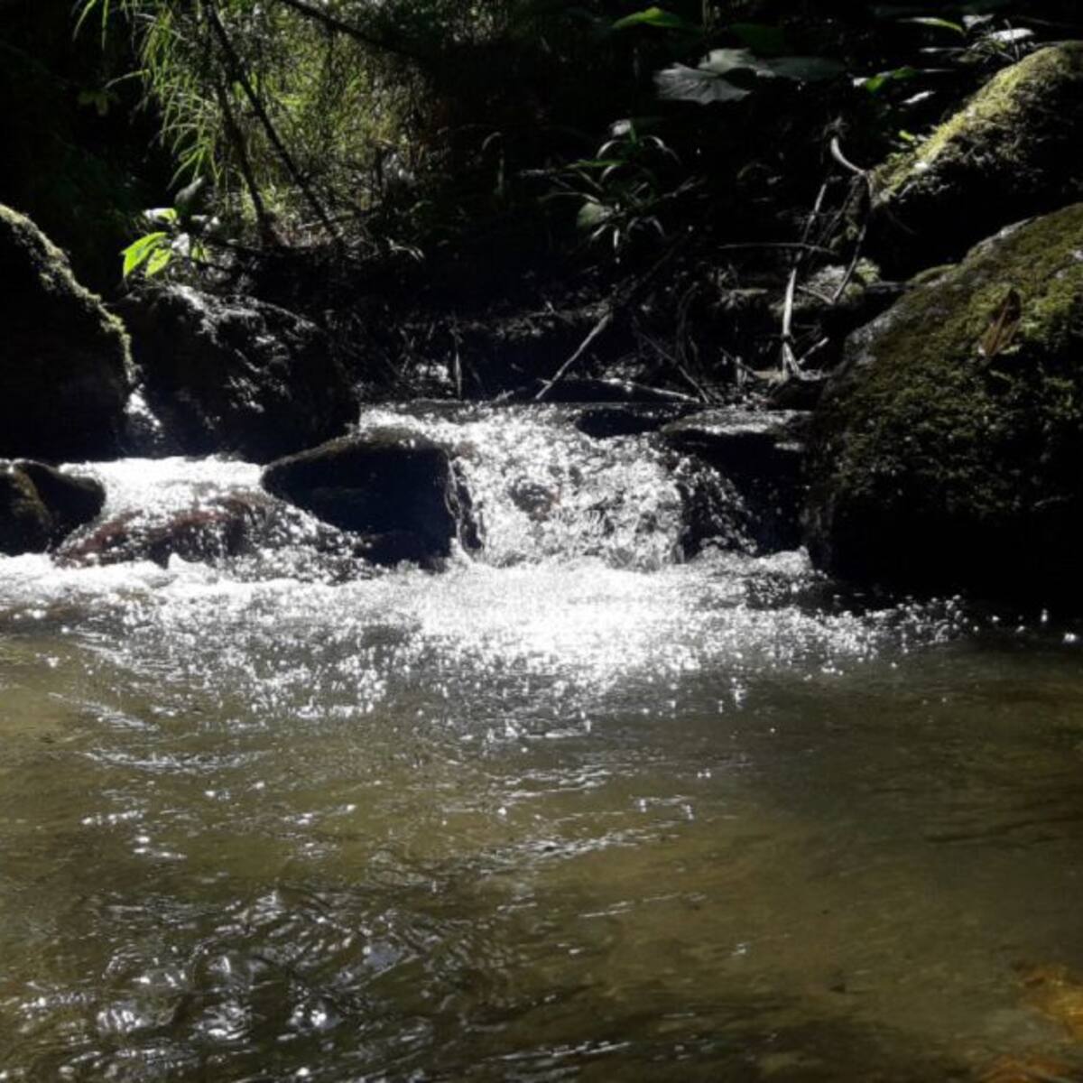 Cuidados especiales antes de consumir agua sin tratar