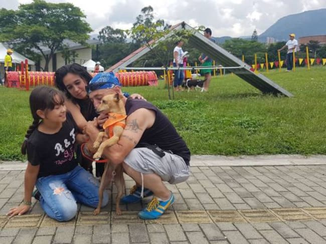 En Medellín hubo 82 solicitudes de adopción de animales en ocho días