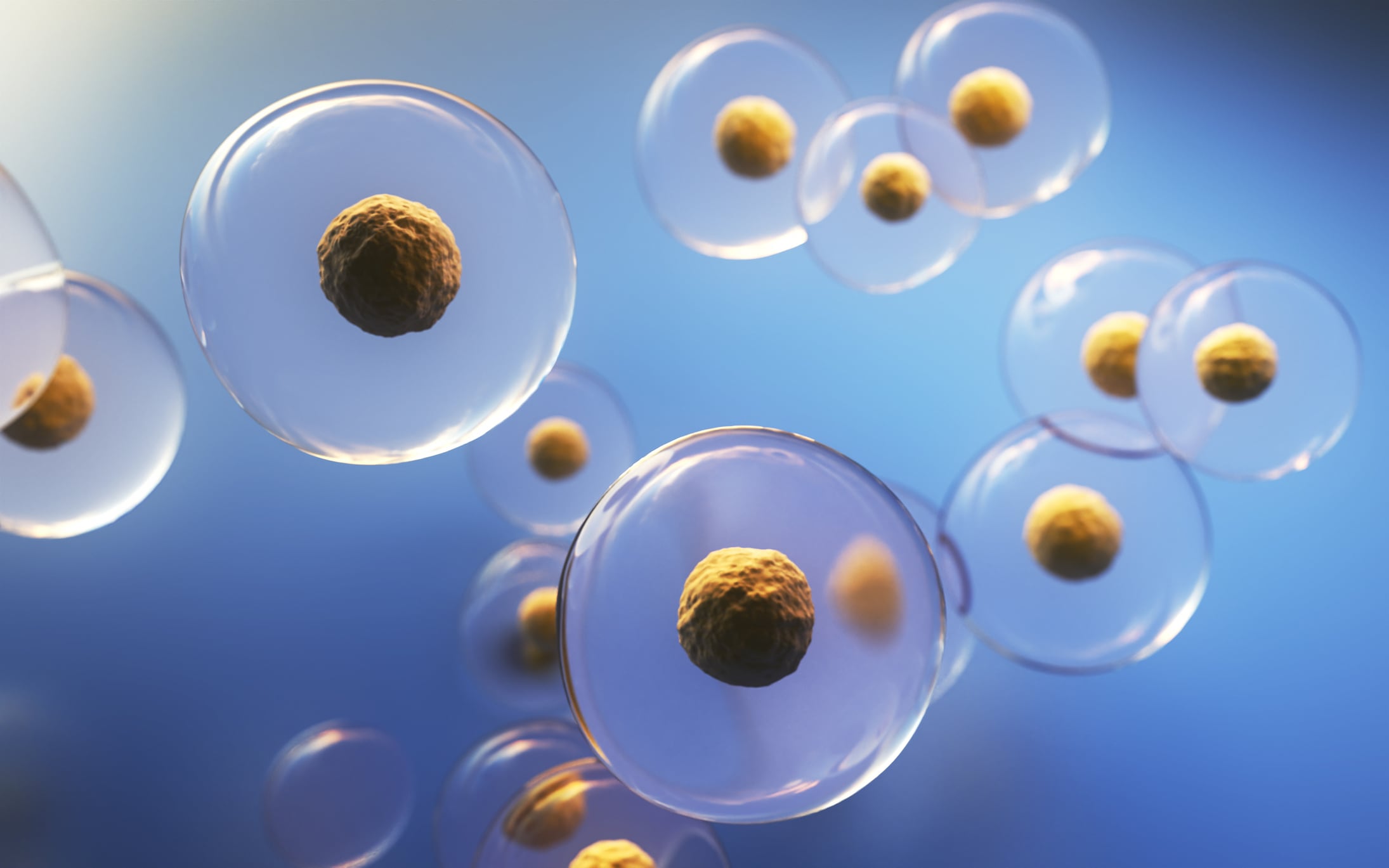 Imagen de referencia de células madre. Fotos: Getty Images