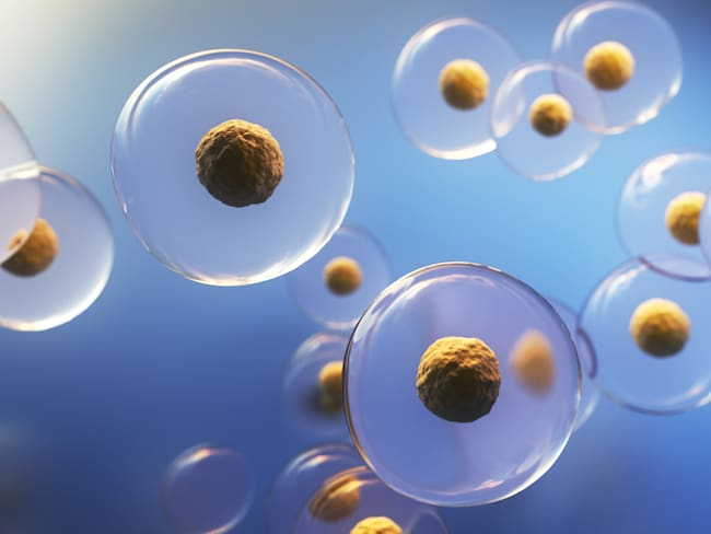 Imagen de referencia de células madre. Fotos: Getty Images