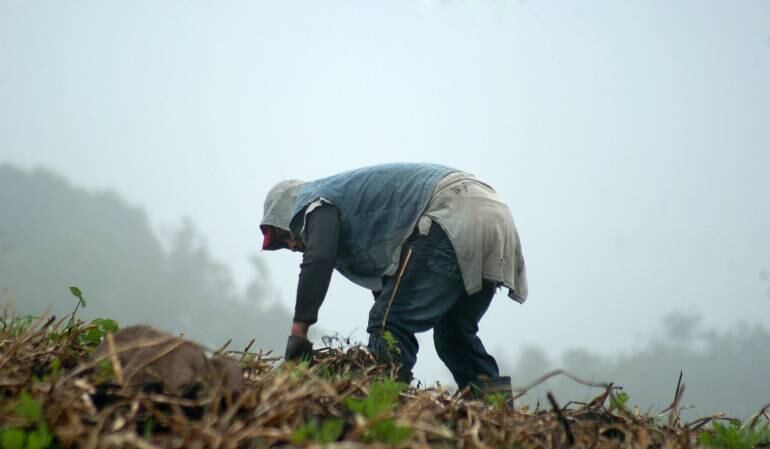 Campesinos / Caracol Radio