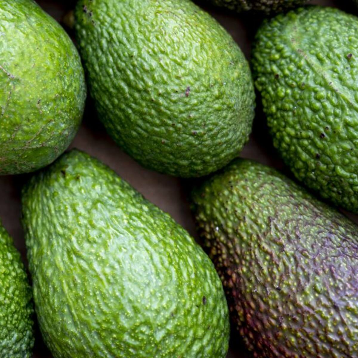 Cundinamarca también comenzó a producir y exportar aguacate hass