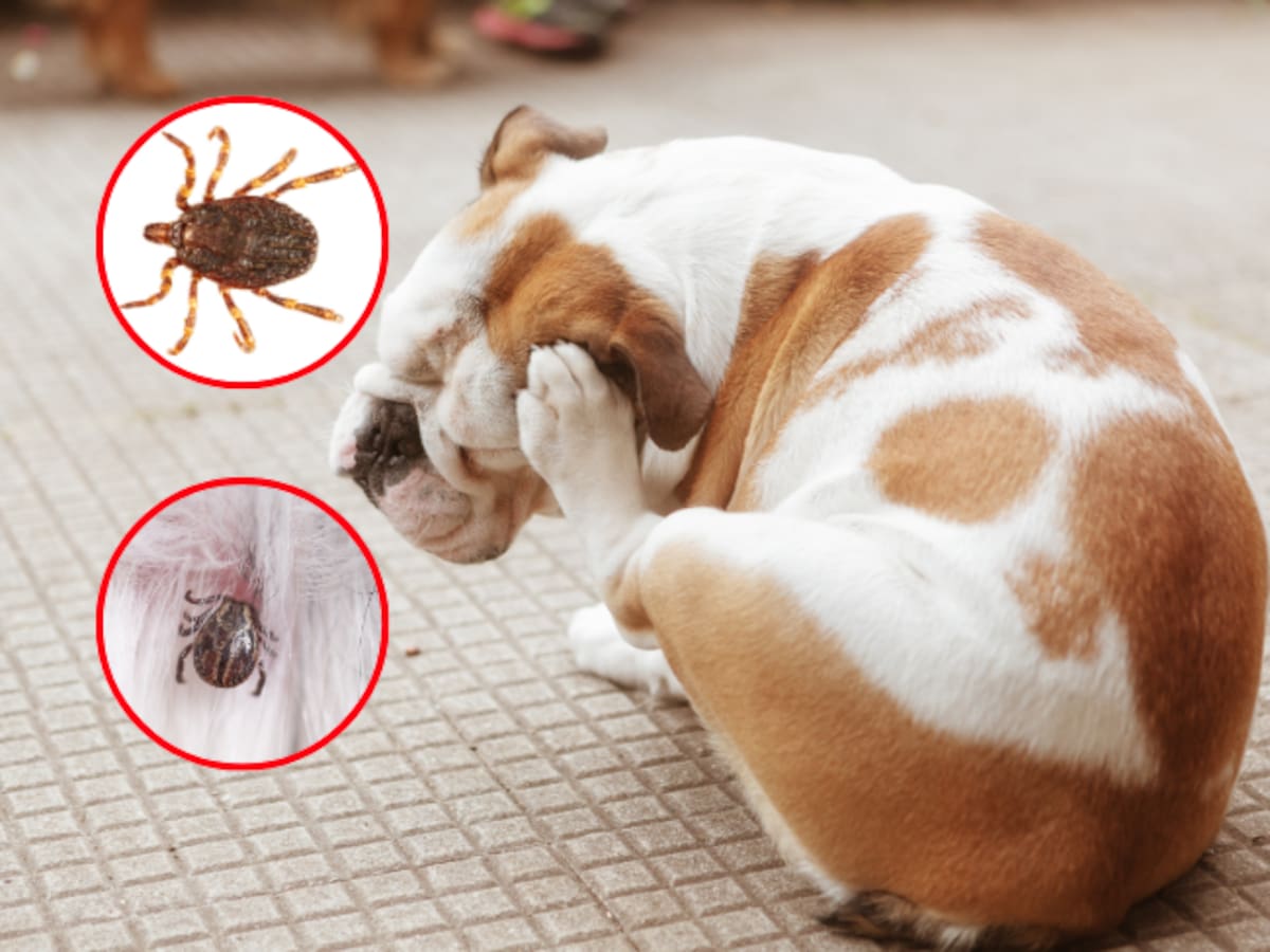 Receta para eliminar garrapatas de un perro: Necesita 2 ingredientes fáciles de conseguir