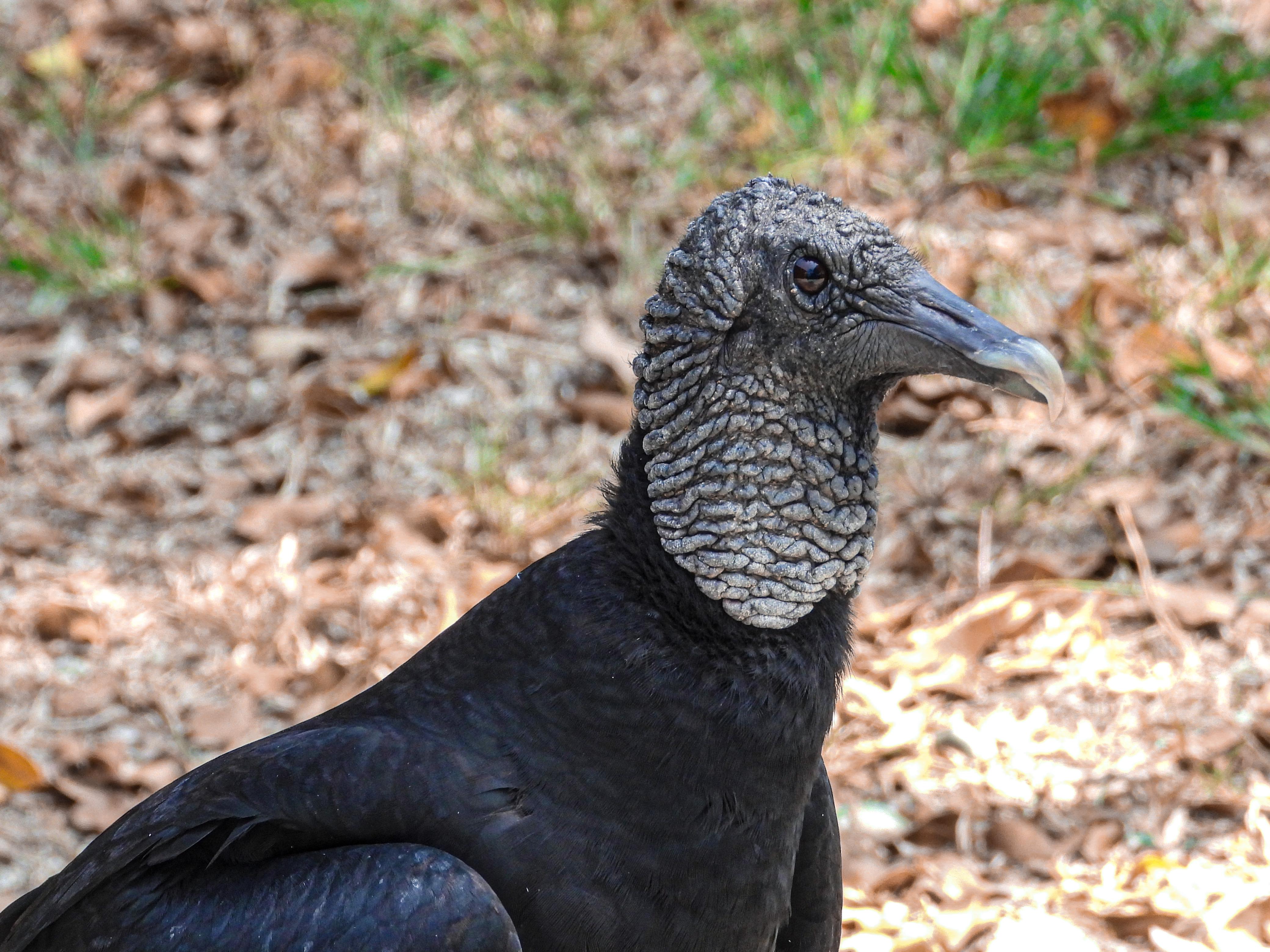 Gallinazo. Foto: cortesía Área Metropolitana.