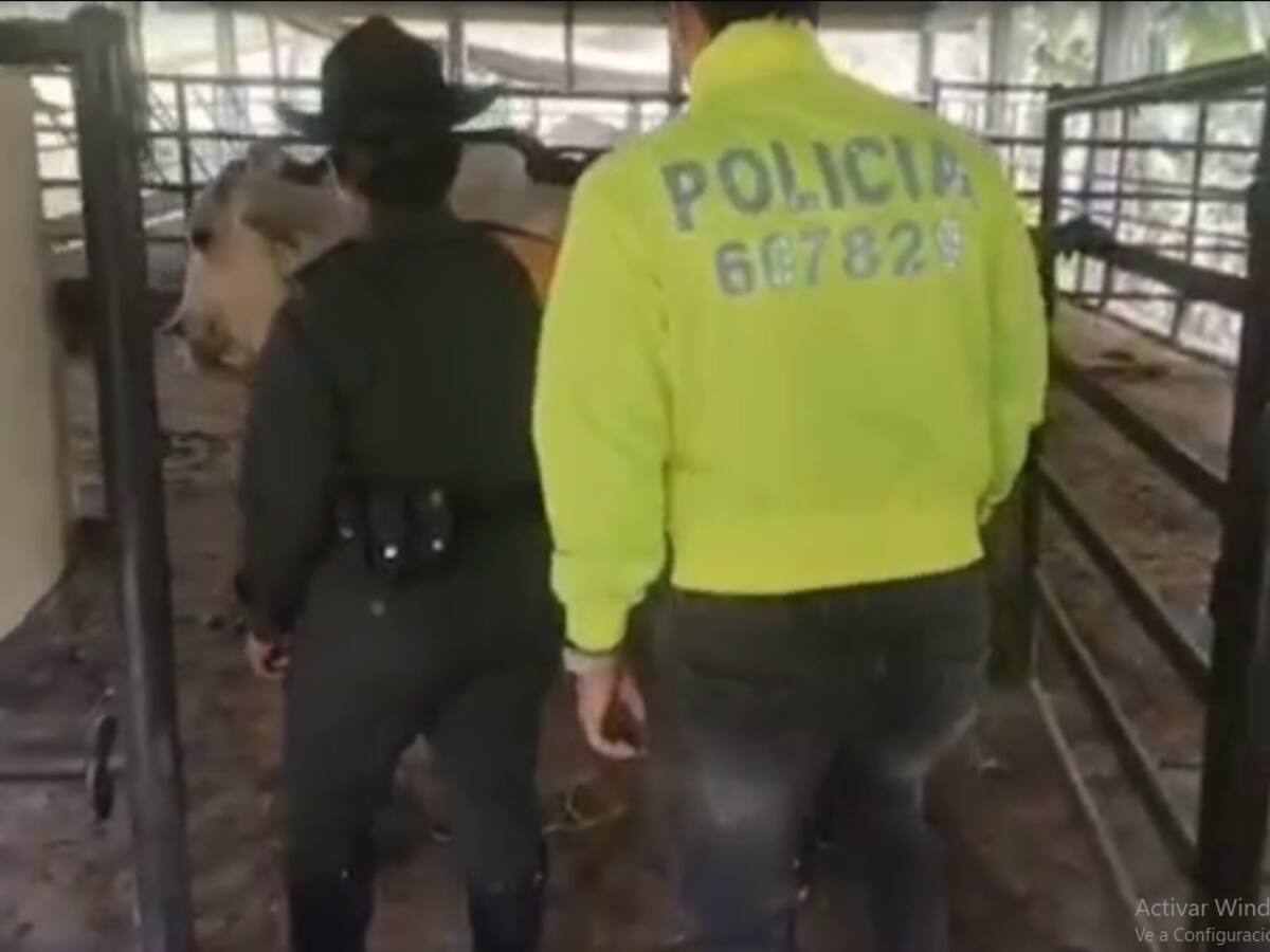 De 10 casos de abigeato en el Quindío solo 4 son denunciados por los ganaderos