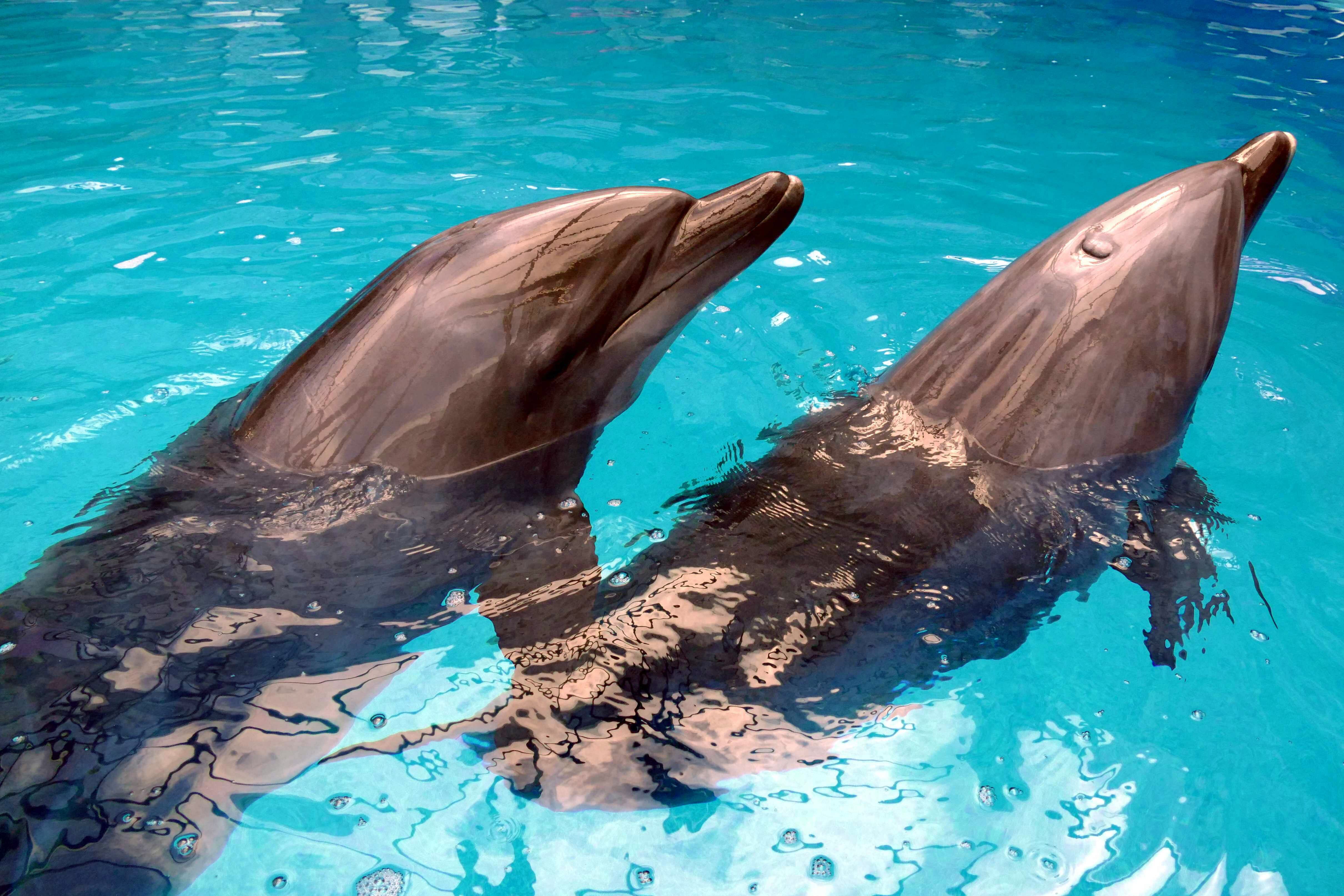 ODESA, UKRAINE - APRIL 27, 2022 - Dolphins evacuated from Kharkiv, a city in northeastern Ukraine that is under constant fire from Russian invaders, live in a separate swimming pool and go through rehabilitation at the Odesa Dolphinarium, Odesa, southern Ukraine. (Photo credit should read Yulii Zozulia/ Ukrinform/Future Publishing via Getty Images)