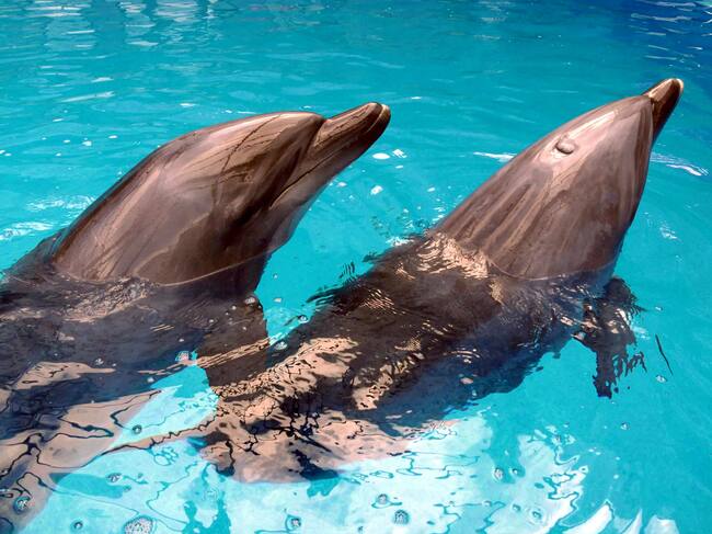 ODESA, UKRAINE - APRIL 27, 2022 - Dolphins evacuated from Kharkiv, a city in northeastern Ukraine that is under constant fire from Russian invaders, live in a separate swimming pool and go through rehabilitation at the Odesa Dolphinarium, Odesa, southern Ukraine. (Photo credit should read Yulii Zozulia/ Ukrinform/Future Publishing via Getty Images)