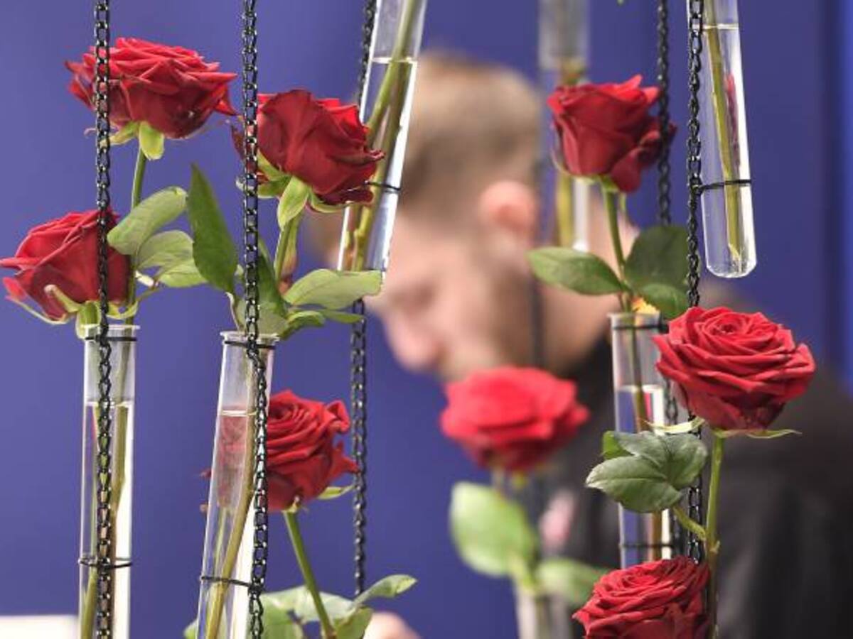 Colombia exportará 600 millones de tallos de flores a EE.UU en San Valentín