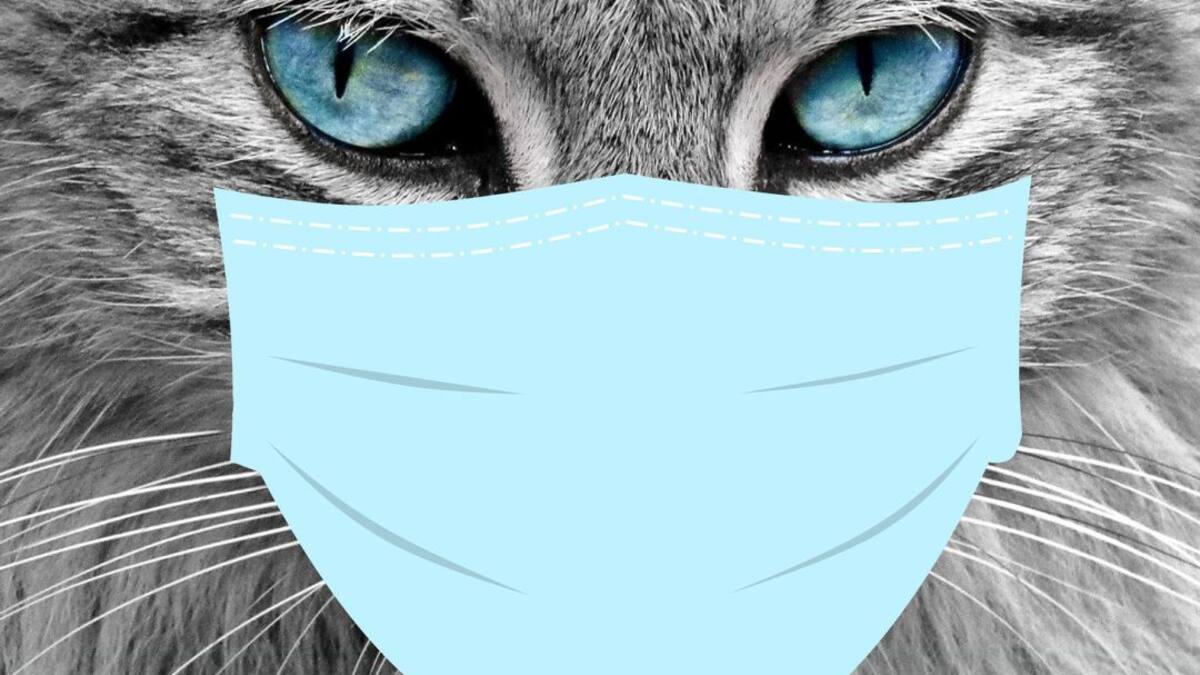 Qué dicen las nuevas investigaciones sobre el Covid 19 y las mascotas