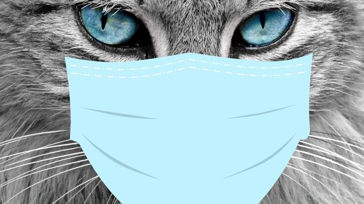 Qué dicen las nuevas investigaciones sobre el Covid 19 y las mascotas